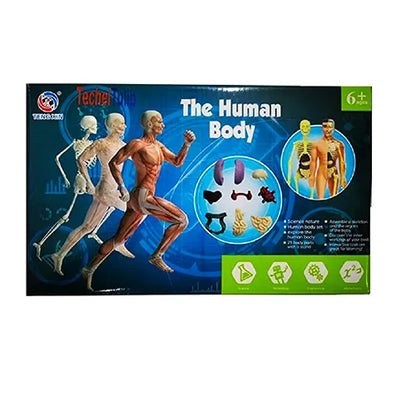 anatomy human body assembly kit 1