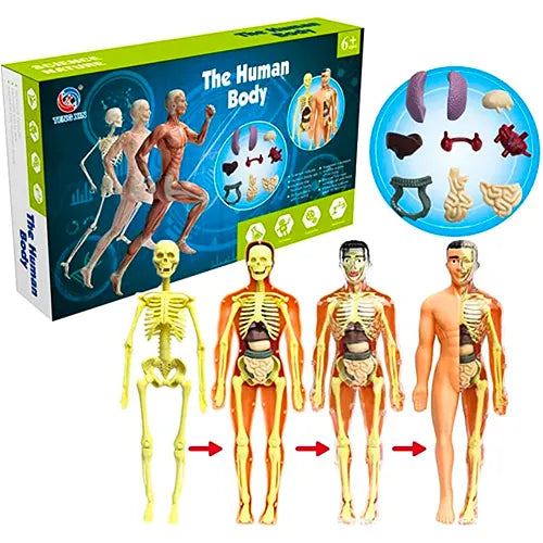 anatomy human body assembly kit 2