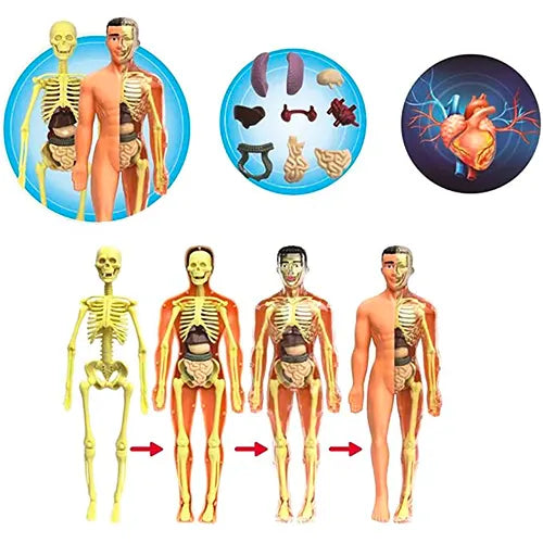 anatomy human body assembly kit 3