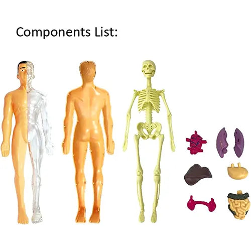 anatomy human body assembly kit 4