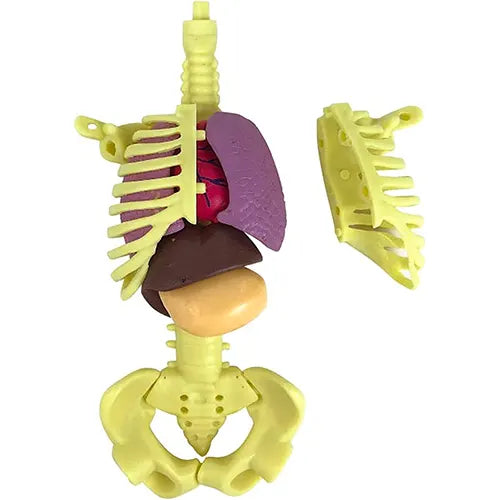 anatomy human body assembly kit 5